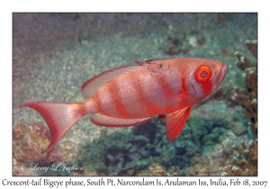 Crescent-tail Bigeye phase