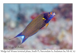 Wedge-tailed Wrasse terminal phase