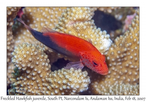 Freckled Hawkfish juvenile