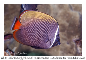 White Collar Butterflyfish