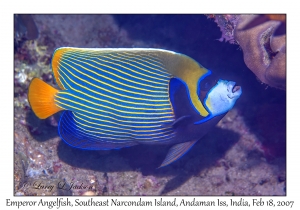 Emperor Angelfish