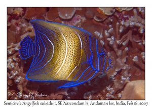 Semicircle Angelfish subadult