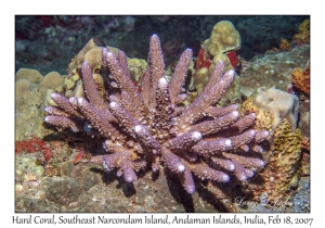 Hard Coral