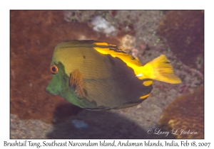 Brushtail Tang