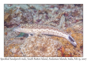 Speckled Sandperch male