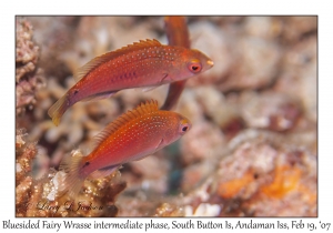 Bluesided Fairy Wrasse intermediate phase