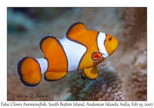 False Clown Anemonefish female