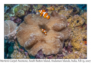 Merten's Carpet Anemone