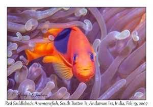 Red Saddleback Anemonefish female