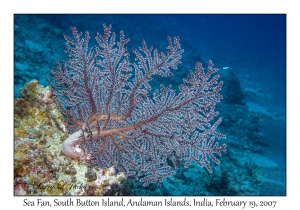 Sea Fan