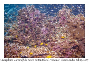 Orangelined Cardinalfish