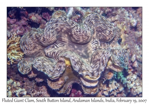 Fluted Giant Clam