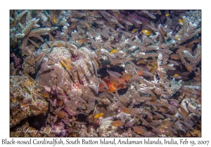 Black-nosed Cardinalfish