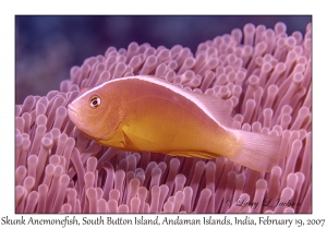 Skunk Anemonefish