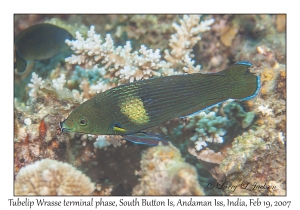 Tubelip Wrasse terminal phase