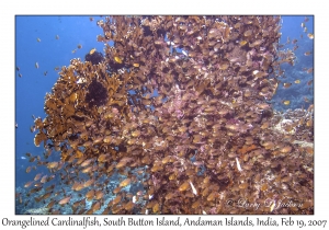 Orangelined Cardinalfish