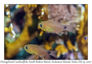 Orangelined Cardinalfish