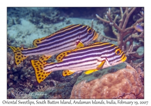 Oriental Sweetlips