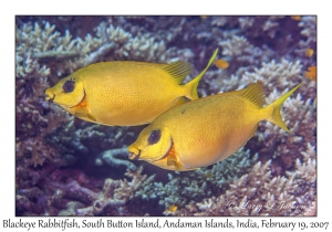 Blackeye Rabbitfish