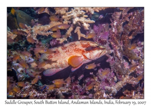 Saddle Grouper