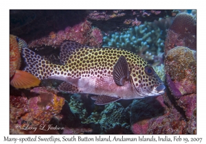 Many-spotted Sweetlips