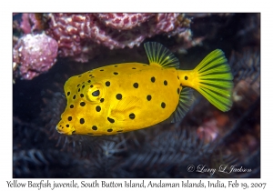 Yellow Boxfish juvenile