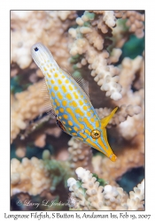 Longnose Filefish