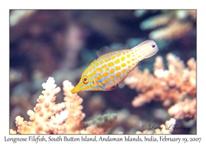 Longnose Filefish