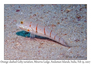 Orange-dashed Goby variation