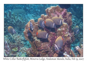 White Collar Butterflyfish