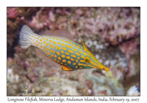 Longnose Filefish