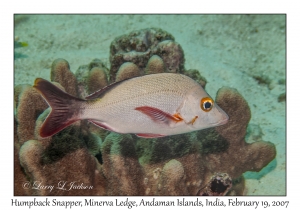 Humpback Snapper