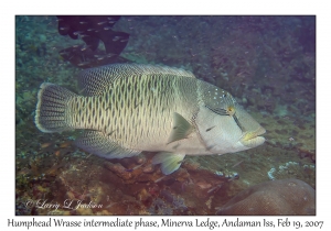 Humphead Wrasse intermediate phase