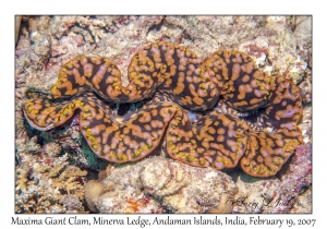 Maxima Giant Clam