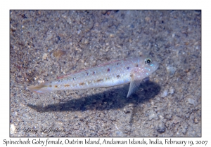 Spinecheek Goby female