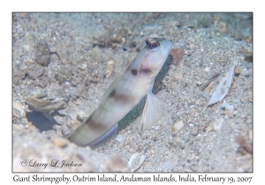 Giant Shrimpgoby