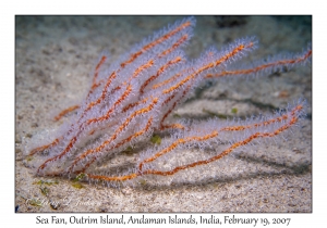 Sea Fan