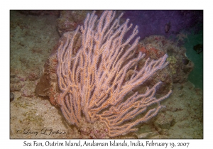 Sea Fan