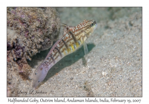 Halfbanded Goby