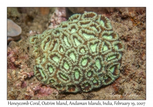 Honeycomb Coral