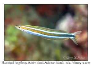 Bluestriped Fangblenny