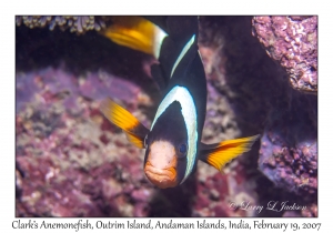 Clark's Anemonefish