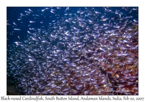Black-nosed Cardinalfish