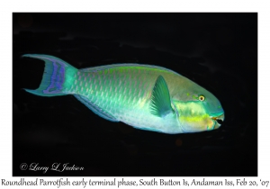 Roundhead Parrotfish early terminal phase