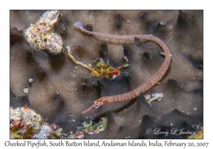 Cheeked Pipefish