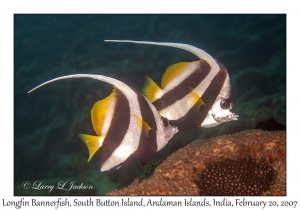 Longfin Bannerfish