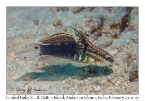 Banded Goby