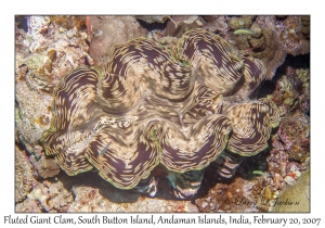 Fluted Giant Clam