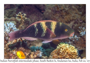 Indian Parrotfish intermediate phase