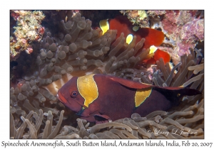 Spinecheek Anemonefish